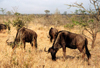 South Africa - Kruger Park (Eastern Transvaal) - South African wildlife: gnus aka Blue Wildbeests - Bovidae, Connochaetes - photo by M.Torres