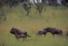 South Africa - Pilansberg National Park: wildebeest / Gnus - photo by R.Eime