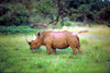 South Africa - Pilanesberg National Park: a magnificent White Rhino - photo by R.Eime