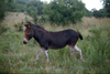 Hennops - Magaliesburg Mountains, Gauteng province, South Africa: a very rare 'zonkey' - cross between a zebra and a donkey - zebroid or zebra mule - also known as zebrass, zebronkey, zeass, zeedonk, zedonk, zebadonk, zenkey, donbra, donbri, donkra, zebrinny, zebrula, noochie, donkza, ass-zebra, african mule, clive - photo by R.Eime