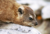 South Africa - Cape Town: Cape Town: a Dassie or hyrax - Procavia capensis - close-up - photo by J.Stroh