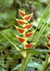 St Lucia: Lobster Claw flower / parrot's beak flower - Heliconia caribaea - Diamond Botanical Gardens - panicles with brightly coulored waxy bracts - photo by A.Walkinshaw