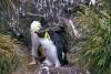 Saint Paul island / Ile Saint Paul: rockhopper penguins with their trademark drooping yellow crest feathers - Terres australes et antartiques franaises (photo by Francis Lynch)