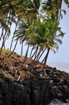 Boca do Inferno, Cantagalo district, So Tom and Prcipe / STP: windswept coconut tress on the cliff edge / coqueiros acossados pelo vento, junto  falsia - photo by M.Torres