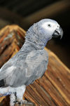 Prncipe island, So Tom and Prncipe / STP: Ghana / Congo African Grey Parrot - Psittacus erithacus princeps / papagaio cinzento da ilha do Prncipe - animal nacional - photo by M.Torres