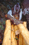 Seychelles - Mahe island: collecting cinnamon / canela - photo by F.Rigaud