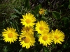 Slovakia - High Tatras: flowers - photo by J.Kaman