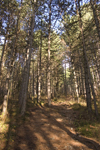 Slovenia - Cerknica municipality: Slivnica Mountain - forest - photo by I.Middleton