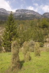 Slovenia - grass stacks and forest - Soca Valley - photo by I.Middleton