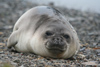 South Georgia Island - Southern Elephant Seal - front view - Mirounga leonina - lphant de mer austral - Antarctic region images by C.Breschi