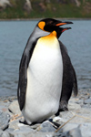 South Georgia Island - King Penguins on the beach - Aptenodytes patagonicus - manchot royal - Antarctic region images by C.Breschi