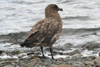 South Georgia Island -South Polar Skua looking at the ocean - Catharacta maccormicki - aka MacCormick's Skua or Antarctic Skua - Antarctic region images by C.Breschi