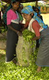 Nuwara Eliya, Central Province, Sri Lanka: tea leaves pickers bagging picked leaves - photo by B.Cain