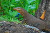 Kegalle, Sabaragamuwa province, Sri Lanka: Water monitor - Varanus salvator - Pinnewela road - photo by M.Torres