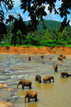 Kegalle, Sabaragamuwa province, Sri Lanka: elephants relax in the Maha Oya River - Pinnewela Elephant Orphanage - photo by M.Torres