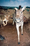 Swaziland - Lobamba: mounted lion and zebra - prey and predator - taxidermy at the National Museum - photo by Miguel Torres