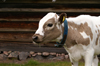 lvdalen, Dalarnas ln, Sweden: young cow - ecological farm - photo by A.Ferrari