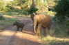 Africa - Tanzania - Elephant with a baby in Lake Manyara National Park - photo by A.Ferrari