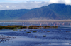 Tanzania - Flamingos on the Magadi Lake, Ngorongoro Crater - photo by A.Ferrari