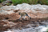 Africa - Tanzania - Vervet Monkey, Chlorocebus pygerythrus - in Serengeti National Park - photo by A.Ferrari