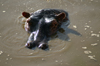 Africa - Tanzania - Hippopotamus (close view) in Serengeti National Park - photo by A.Ferrari