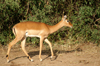 Africa - Tanzania - Antelope in Lake Manyara National Park - photo by A.Ferrari