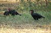 Africa - Tanzania - Ground Hornbills in Lake Manyara National Park - photo by A.Ferrari