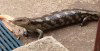 Tasmania - Australia - Tasmania - North Eastern Tasmania: Blotched Blue tongue lizard on back doorstep - Skink lizard - Tiliqua nigrolutea (photo by Fiona Hoskin)