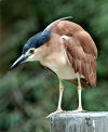 Tasmania - Australia - brown heron looking for dinner (photo by Fiona Hoskin)