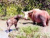 East Timor - Manatuto: buffalo and calf bathing (photo by M.Sturges)