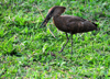 Entebbe, Wakiso District, Uganda: Hamerkop (Scopus umbretta) carrying a stick - photo by M.Torres