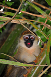 Entebbe, Wakiso District, Uganda: Vervet monkey hiding in a palm-tree (Chlorocebus pygerythrus) -  Entebbe botanical gardens, Manyago area - photo by M.Torres