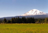 Mount Adams (Washington) - - photo by P.Willis