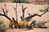 Arches National Park, Utah, USA: Park Avenue trail - dead juniper on the valley's floor - photo by M.Torres