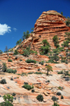 Zion National Park, Utah, USA: hill with sparse vegetation - Zion-Mt. Carmel Highway - photo by M.Torres