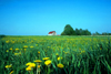 Pennsylvania, USA: farm - in the fields - rural scenic - agriculture - barn - photo by J.Fekete