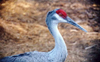 North Platte river (Nebraska): Sand hill crane - photo by G.Frysinger