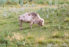 Jamestown, North Dakota, USA: White Cloud a white Bison - photo by G.Frysinger