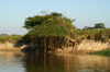 154 Venezuela - Apure - Los Llanos - on Cao Guaritico - photo by A. Ferrari