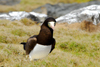 Los Testigos islands, Venezuela: Brown Booby on the ground - gannet family - Sula leucogaster - alcatraz pardo - photo by E.Petitalot