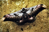 Cat-Ba Cat-Ba National Park - vietnam: moth on a rock - photo by W.Schipper