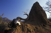 Lake Kariba, Mashonaland West province, Zimbabwe: Cape Buffalo skull with horns and termite mound in the Lake Kariba Recreational Park - photo by C.Lovell