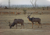 Lake Kariba, Mashonaland West province, Zimbabwe: greater kudu bulls forage along the lake shores - Tragelaphus Strepsiceros - photo by C.Lovell