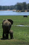 Matusadona National Park, Mashonaland West province, Zimbabwe: mother and baby Elephant on the lake shore - Loxodonta Africana - photo by C.Lovell