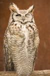 Exmoor NP, Somerset, South West England, UK: Great Horned Owl in Exmoor Falconry - Bubo virginianus - photo by I.Middleton