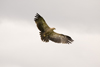 Exmoor NP, Somerset, South West England, UK: hawk in flight at Exmoor Falconry - photo by I.Middleton