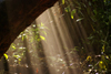 banks of the Kinabatangan river, Sabah, Borneo, Malaysia: sunshine through the forest canopy - photo by A.Ferrari