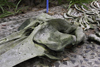 Galeta Island, Coln province, Panama: whale skeleton, Galeta Point, Smithsonian Tropical Research Institute - photo by H.Olarte